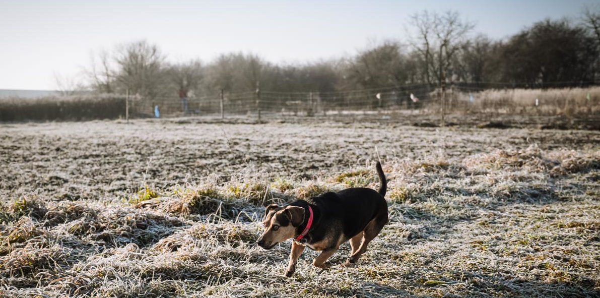 Pies, szron i aparat, czyli – poranny spacer